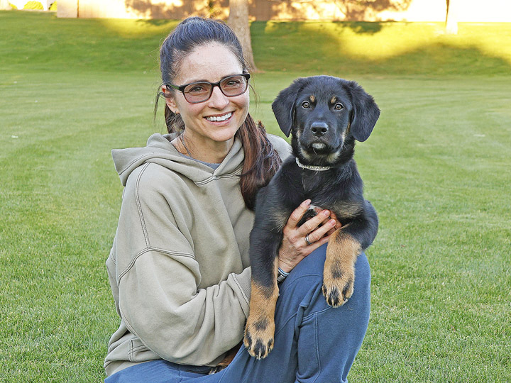 chinook puppy